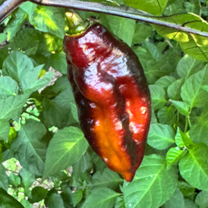 Black Bastard Yellow - Seeds