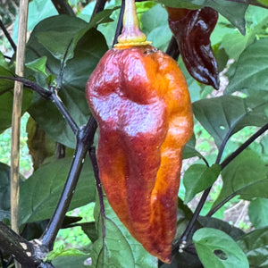 Black Bastard Yellow - Seeds