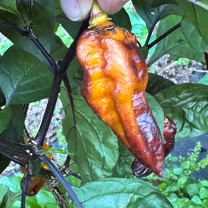 Black Bastard Yellow - Seeds