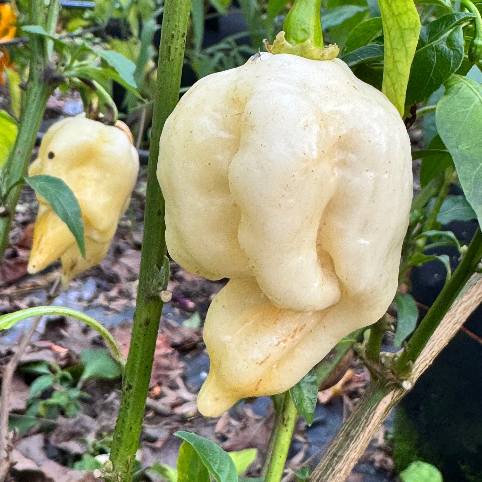 Giant White Scorpion - Seeds