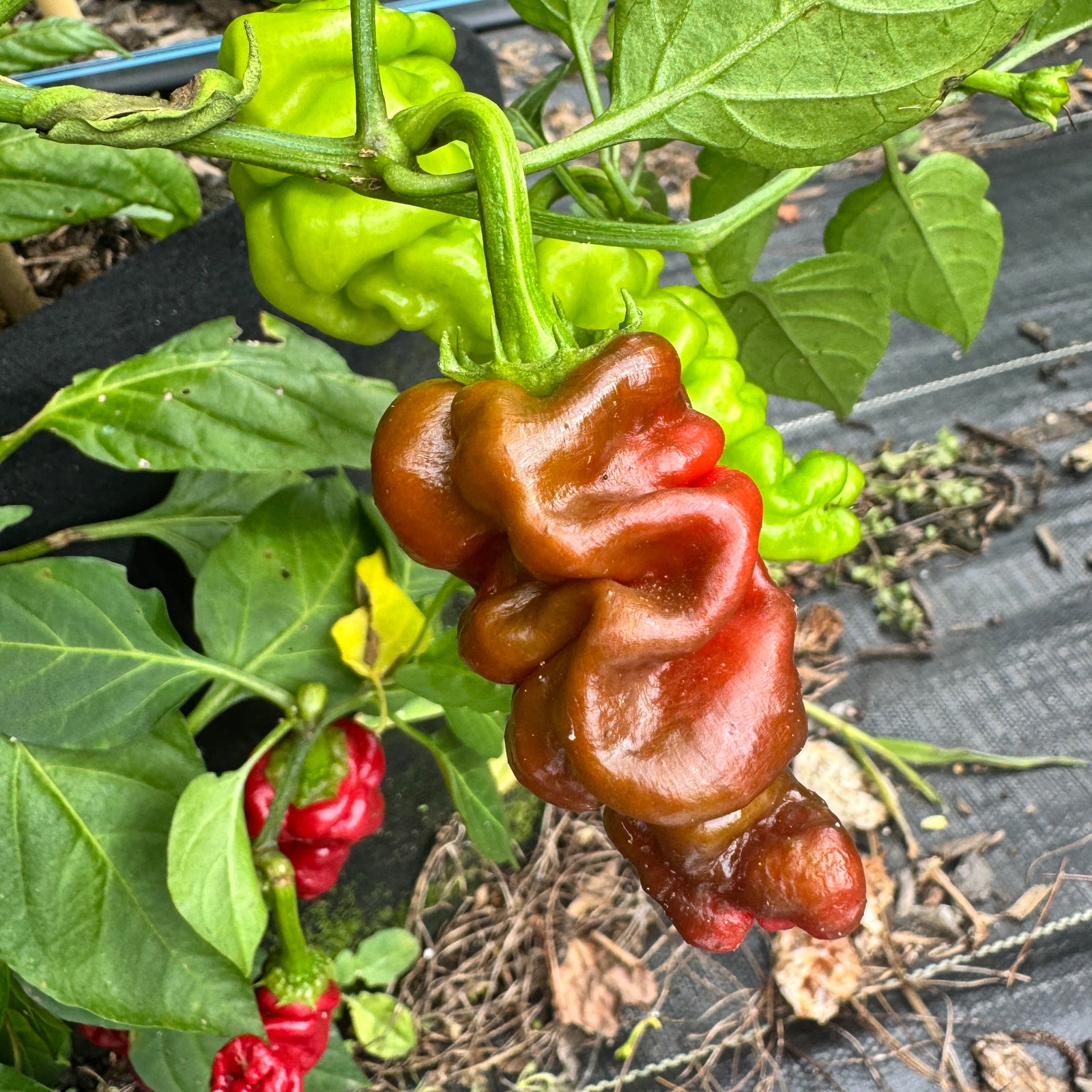 Zou-Pi or Shar Pei - Seeds - Bohica Pepper Hut 