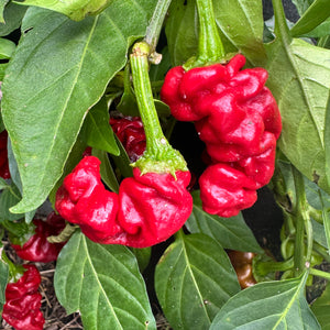 Zou-Pi or Shar Pei - Seeds