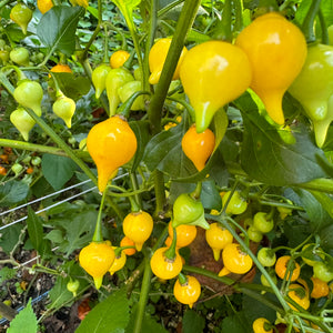Biquinho Yellow - Seeds