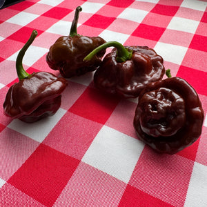 MOA Scotch Bonnet Chocolate - Seeds