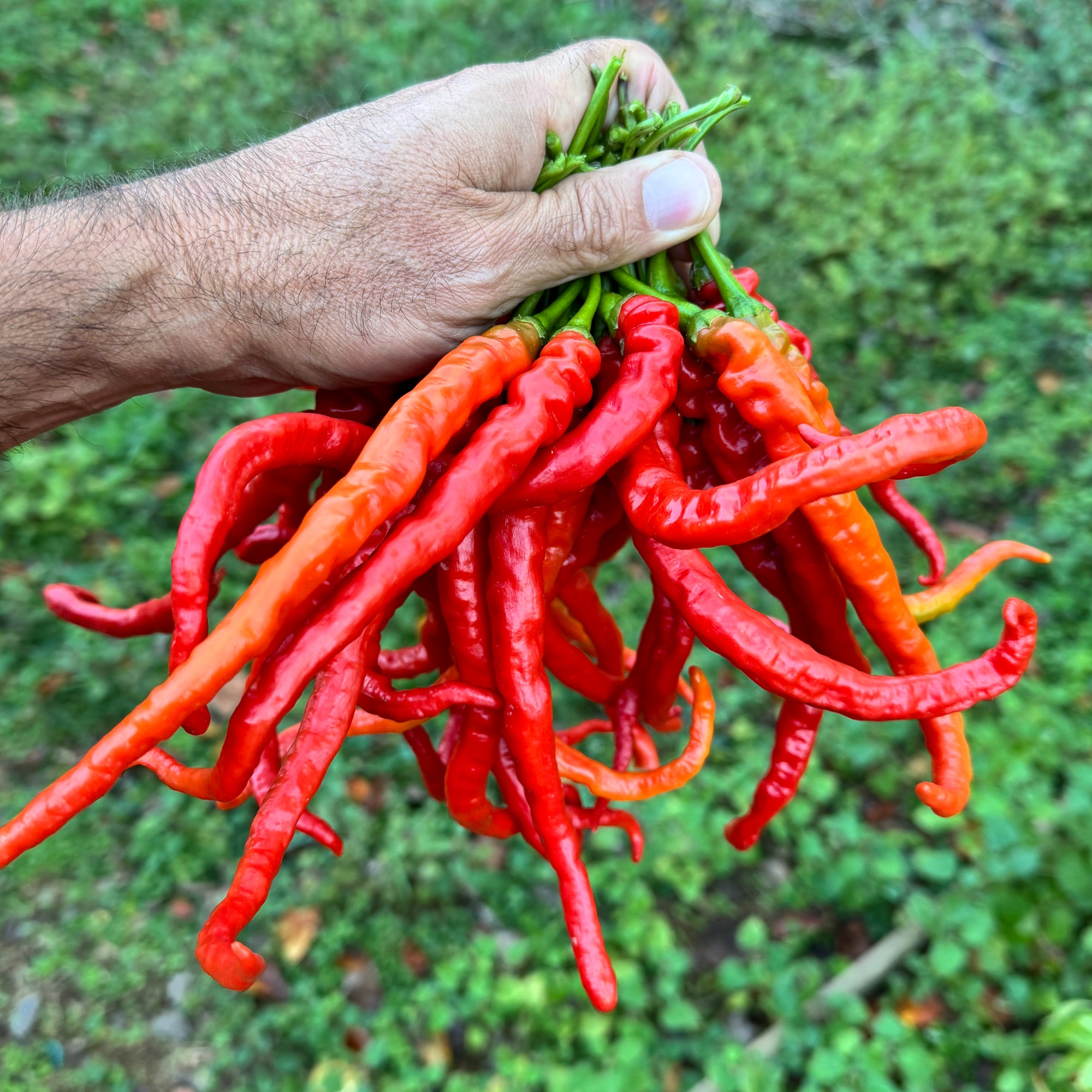 Thunder Cayenne - Seeds