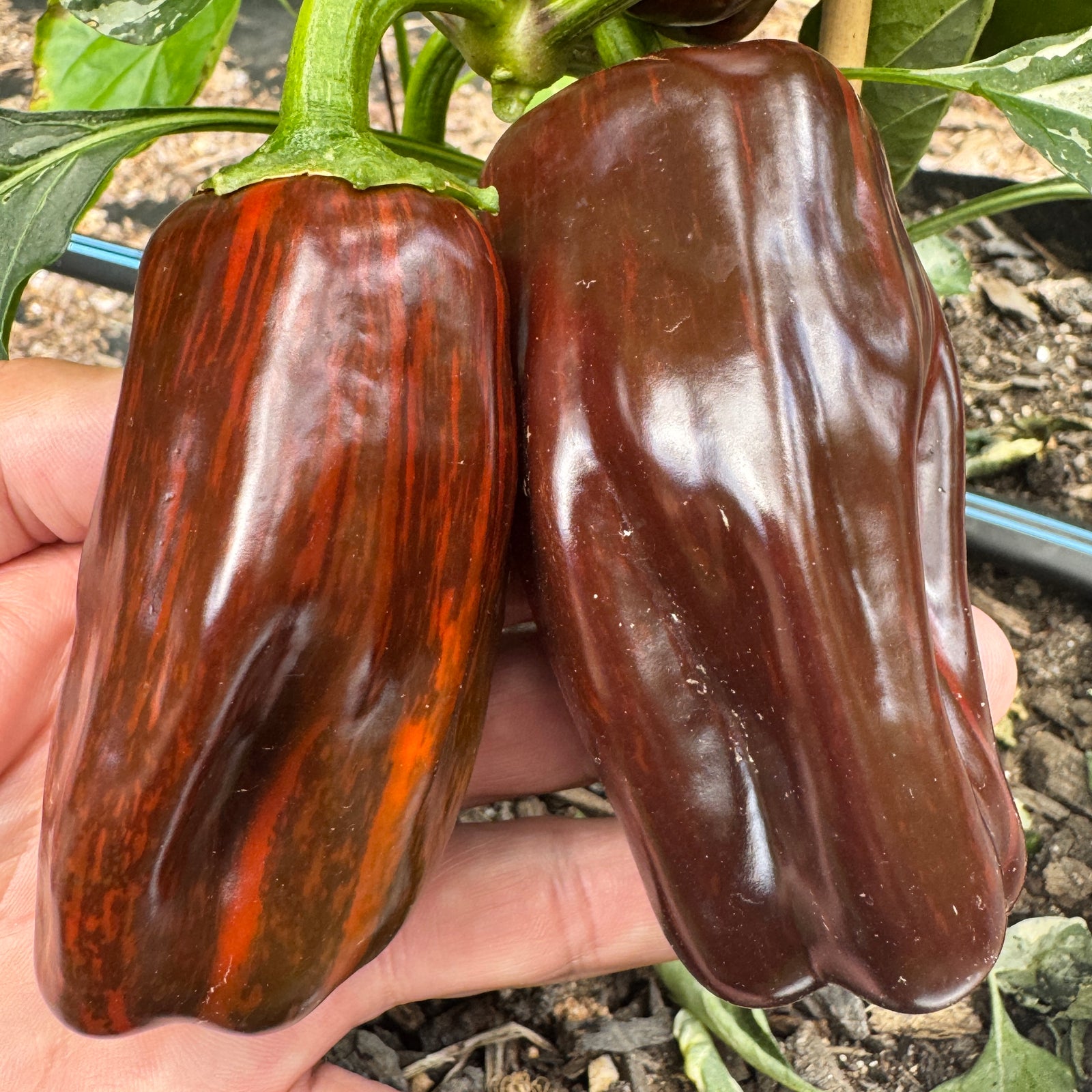 Candy Cane Chocolate Cherry - Seeds