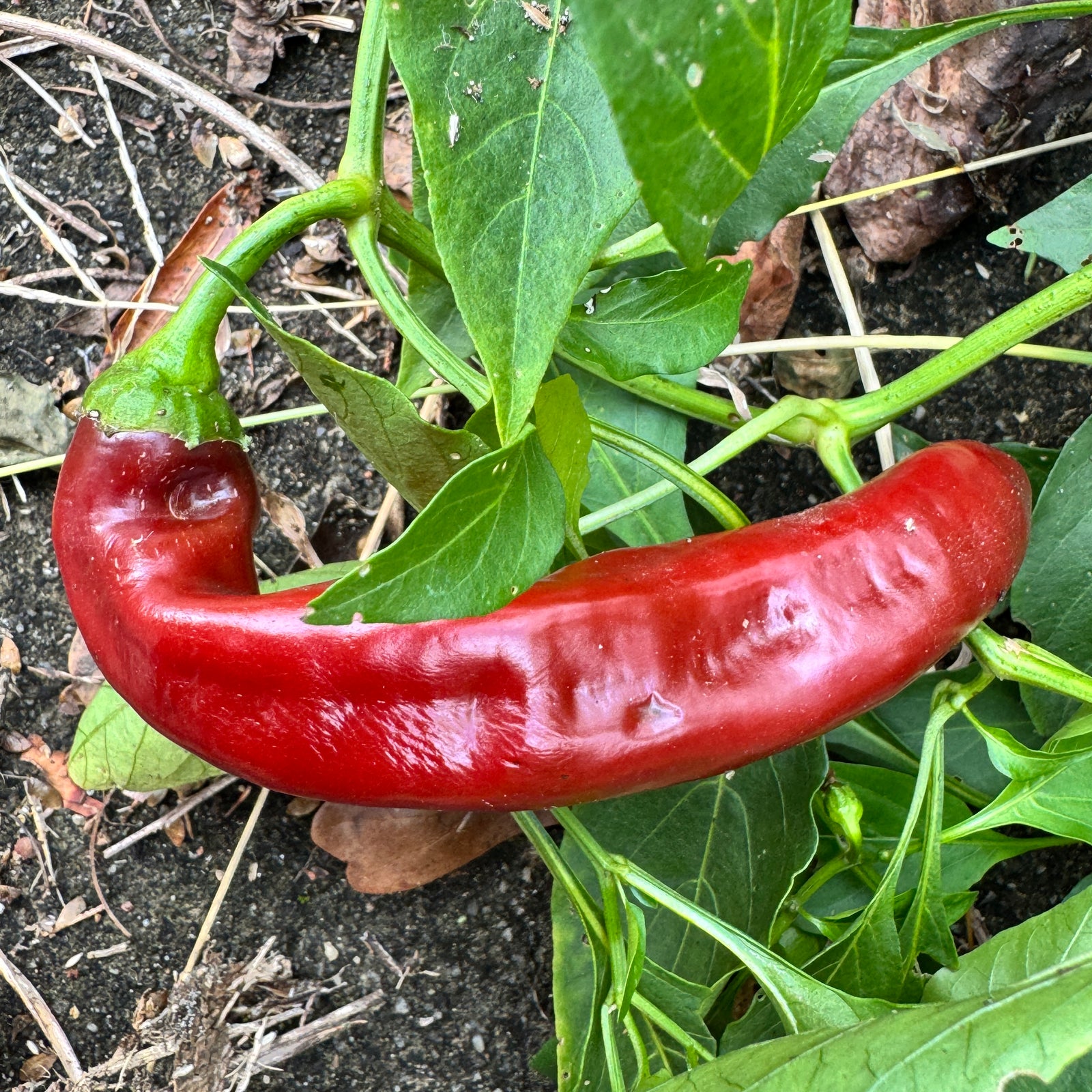 Saraga Giant Sweet Chocolate - Seeds