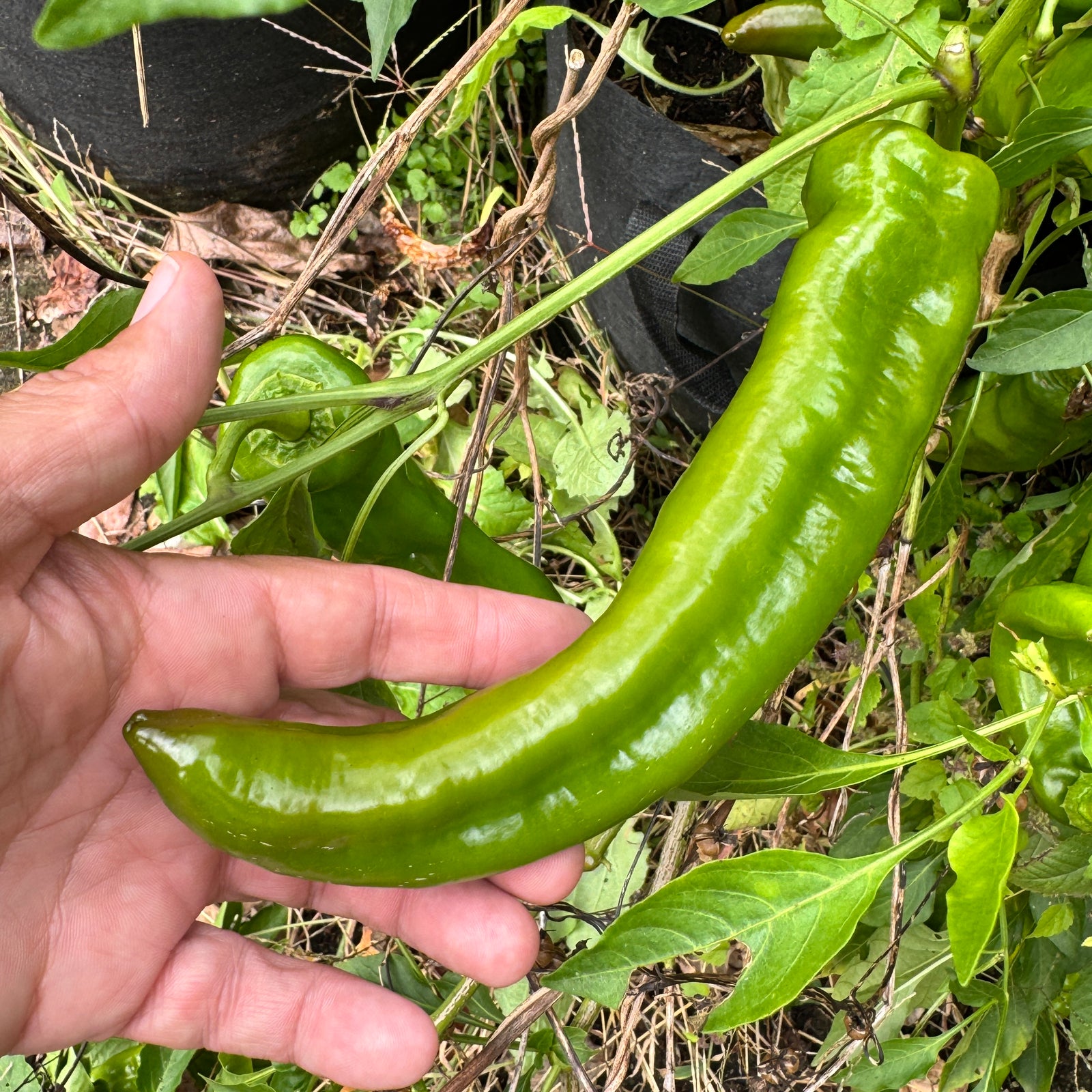 Saraga Giant Sweet Chocolate - Seeds