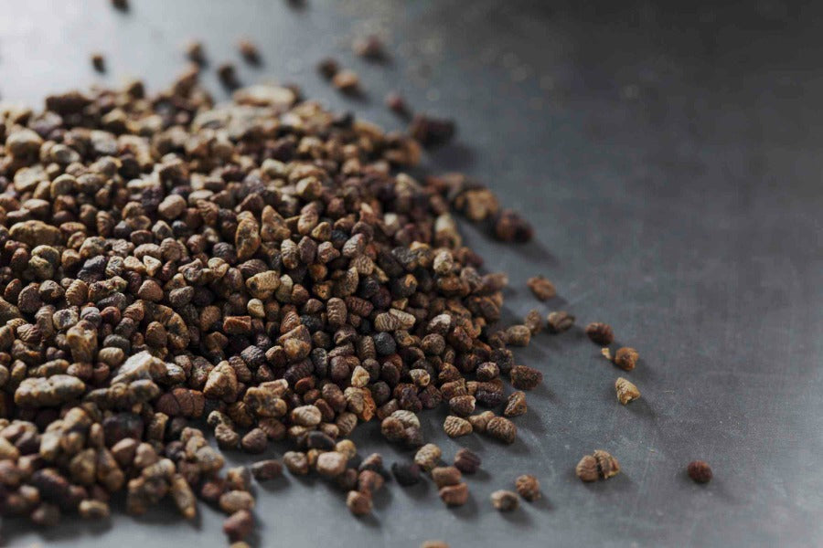 Cardamom Seed - Bohica Pepper Hut 