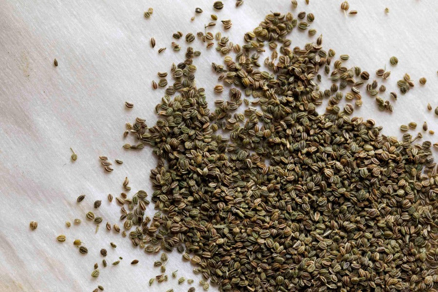 Celery Seed - Bohica Pepper Hut 