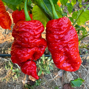 Best Sellers - Super Hot Pepper Seed Combo Pack (12 Varieties) - Seeds