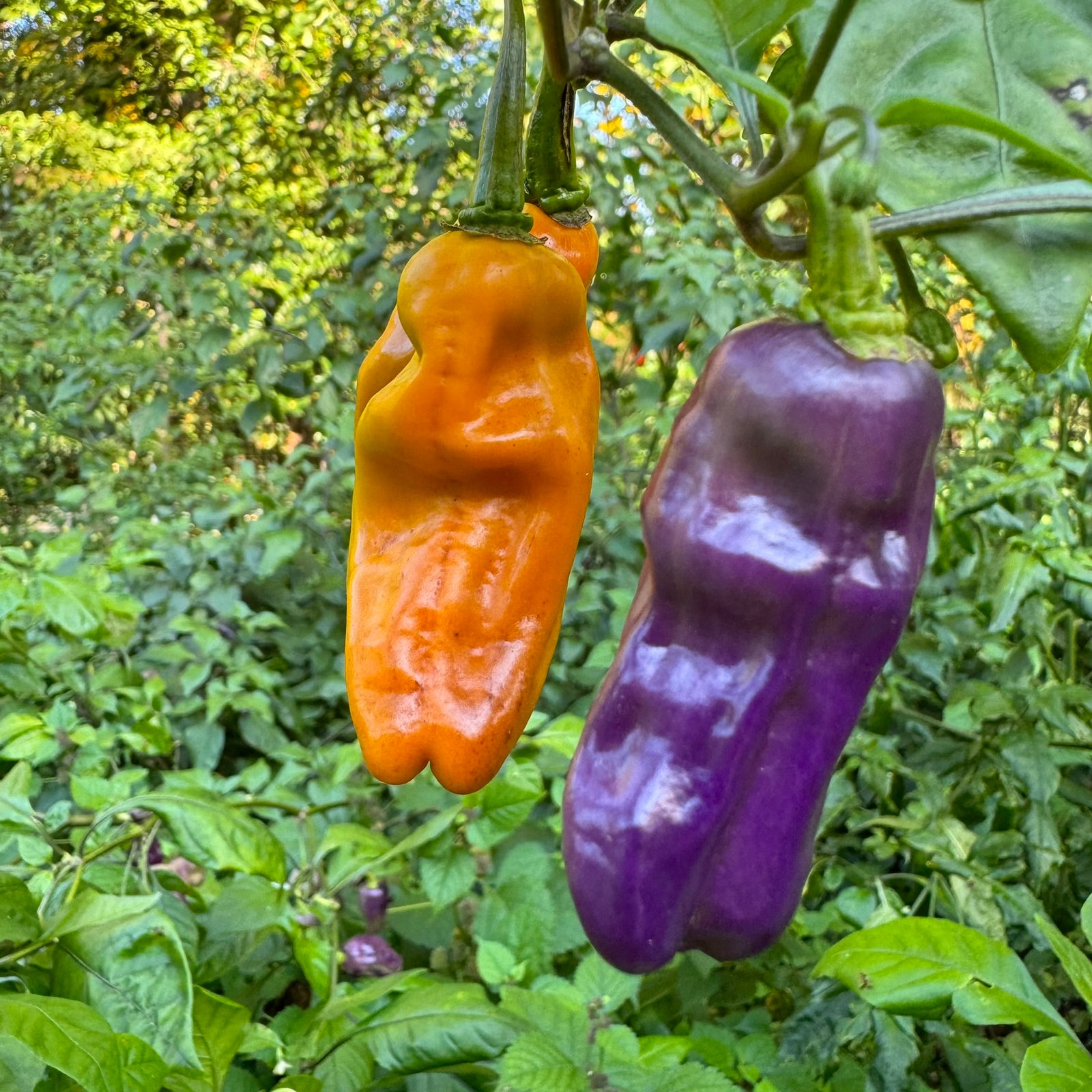 Fruitgum Multicolored - Seeds