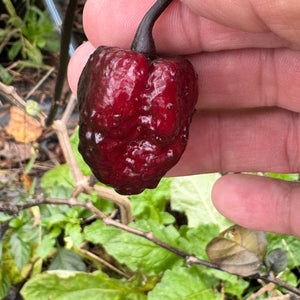 Jay's Pink x Leopard Reaper - Seeds