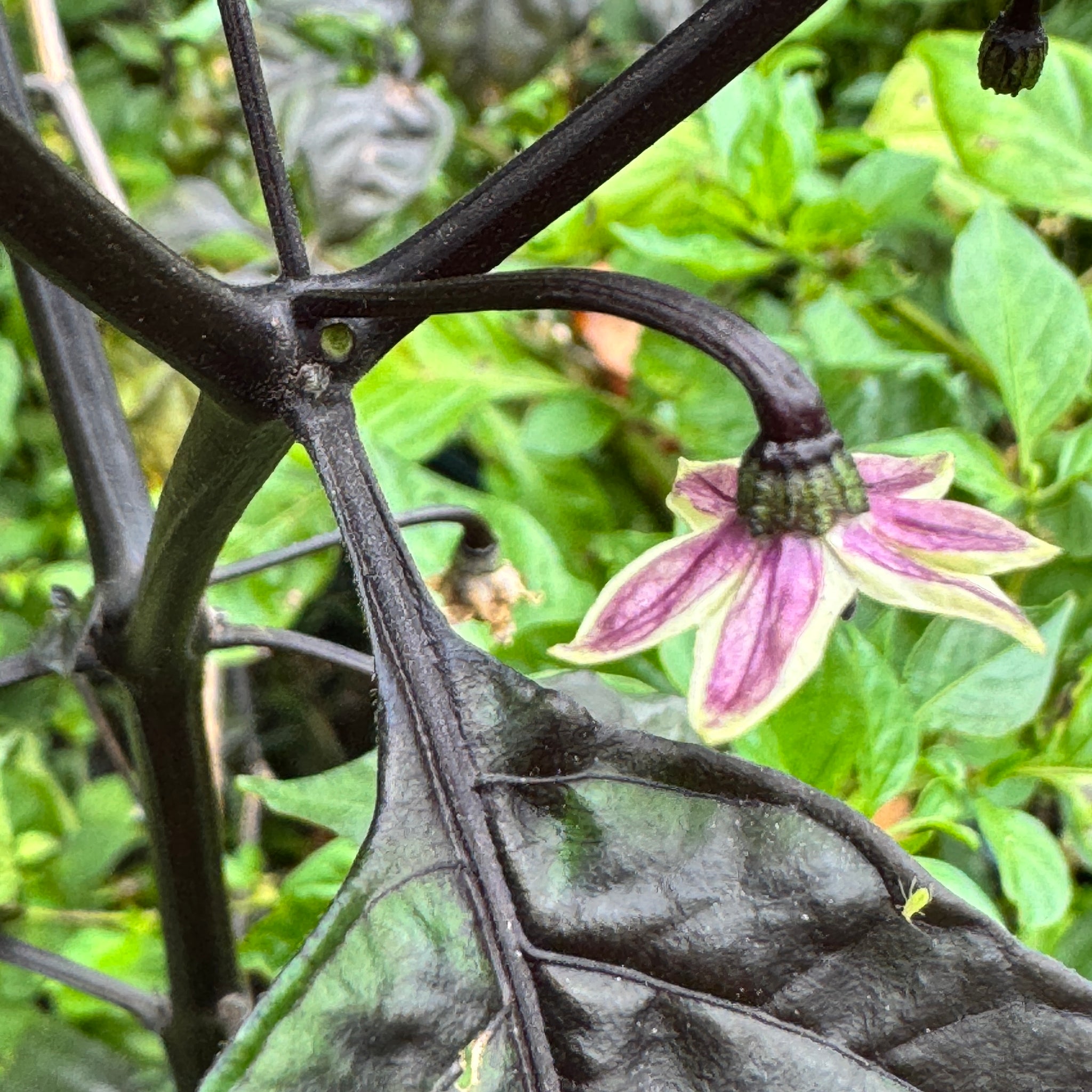 leopard plant seeds Jay's Pink x Leopard Reaper