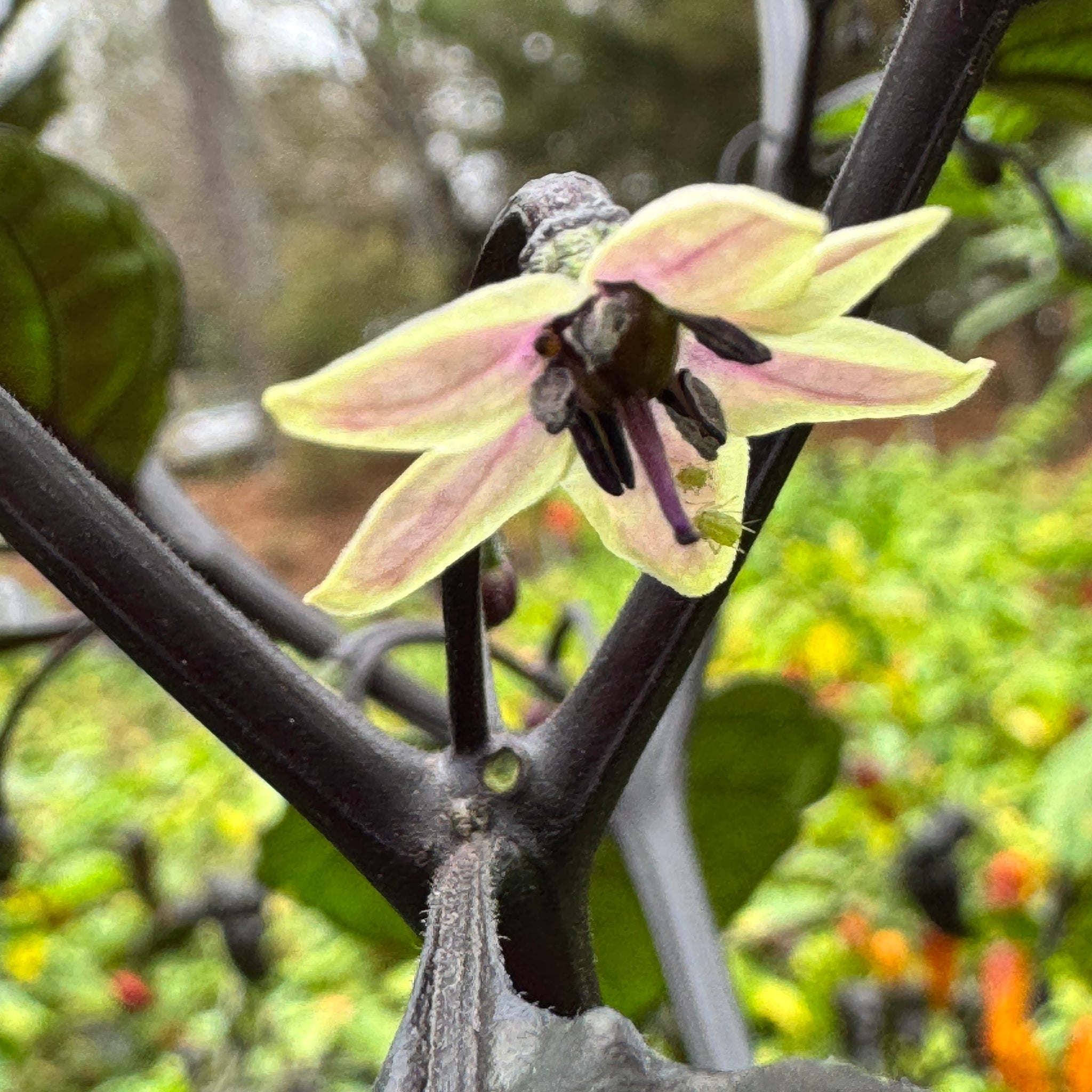 leopard plant seeds Jay's Pink x Leopard Reaper