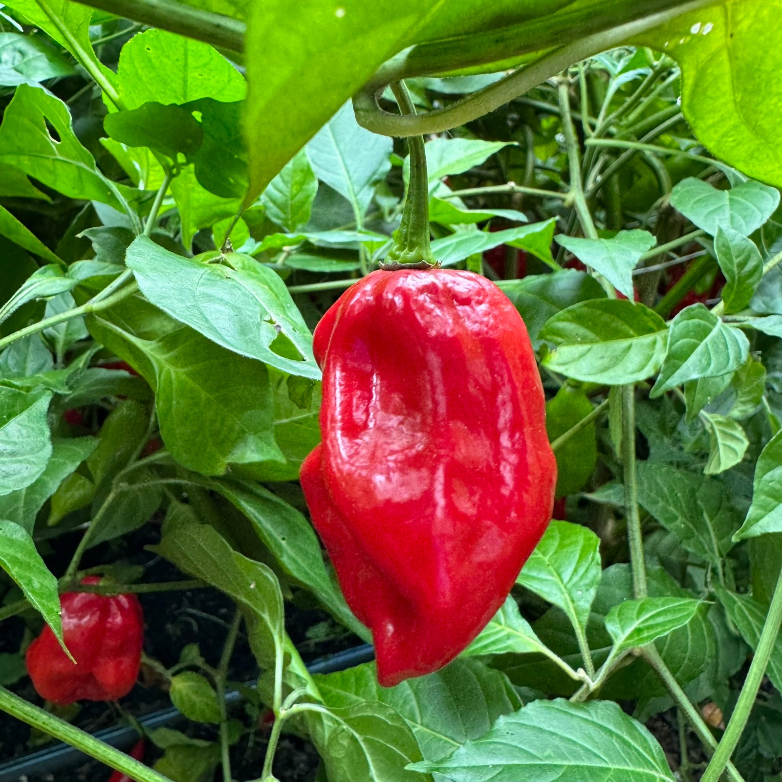 Mayan Red Habanero - Seeds