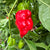 Mayan Red Habanero - Seeds