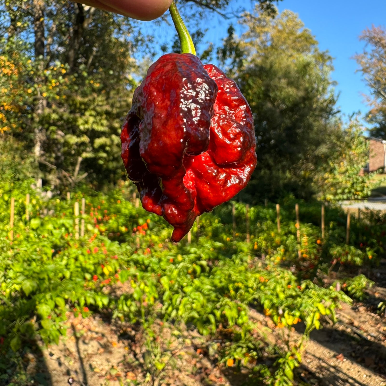Moruga Blackjack - Seeds