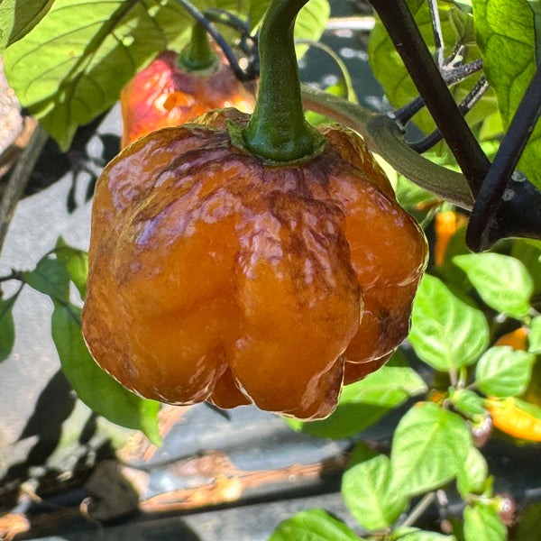 Pockmark Orange - Fresh Seeds from Bohica Pepper Hut