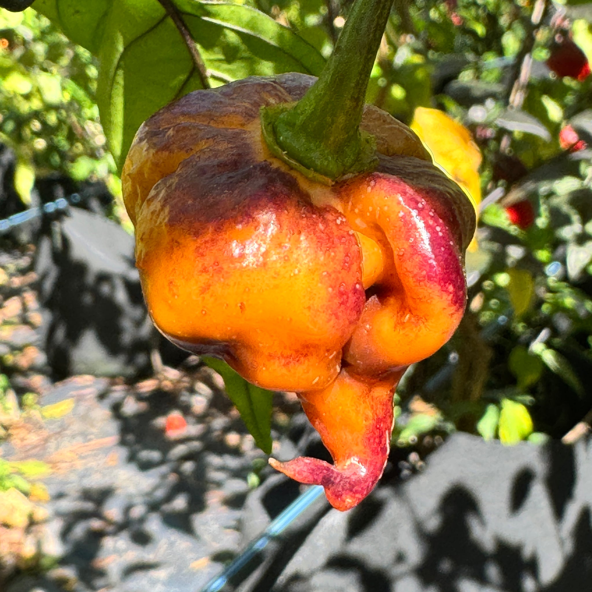 orange plant with red seeds inside Pockmark Orange