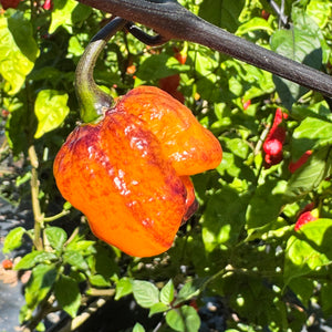 Pockmark Orange - Seeds