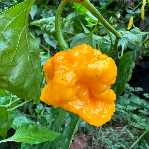 Scotch Brains XCP Seeds