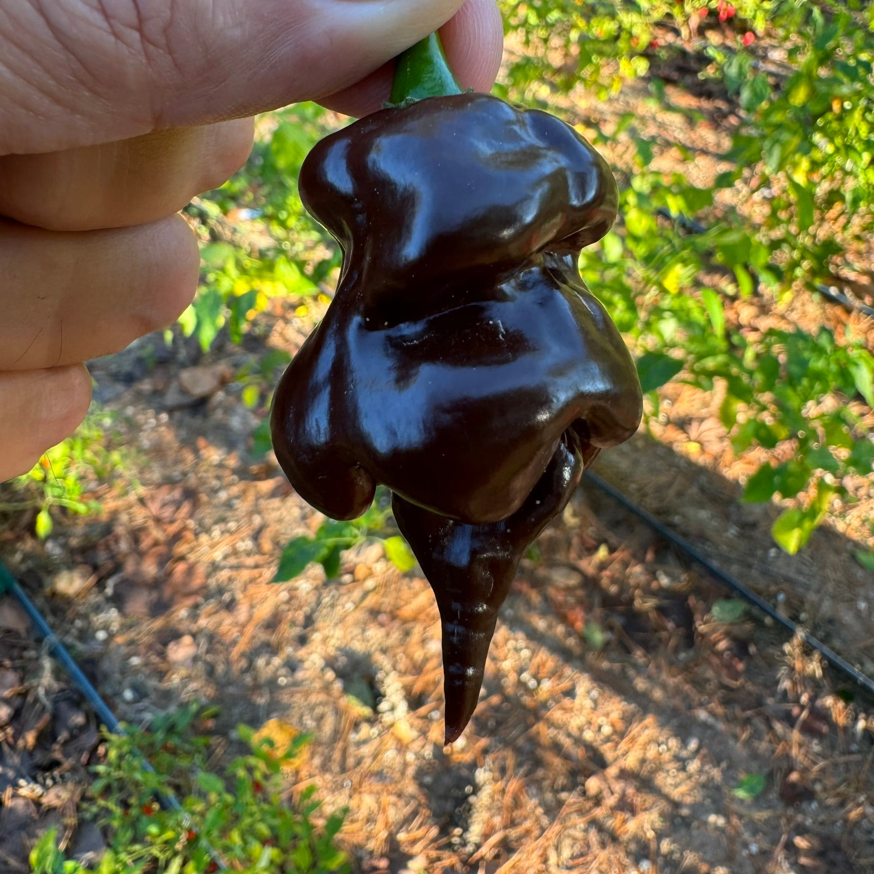 Trinidad Scorpion x Congo Chocolate