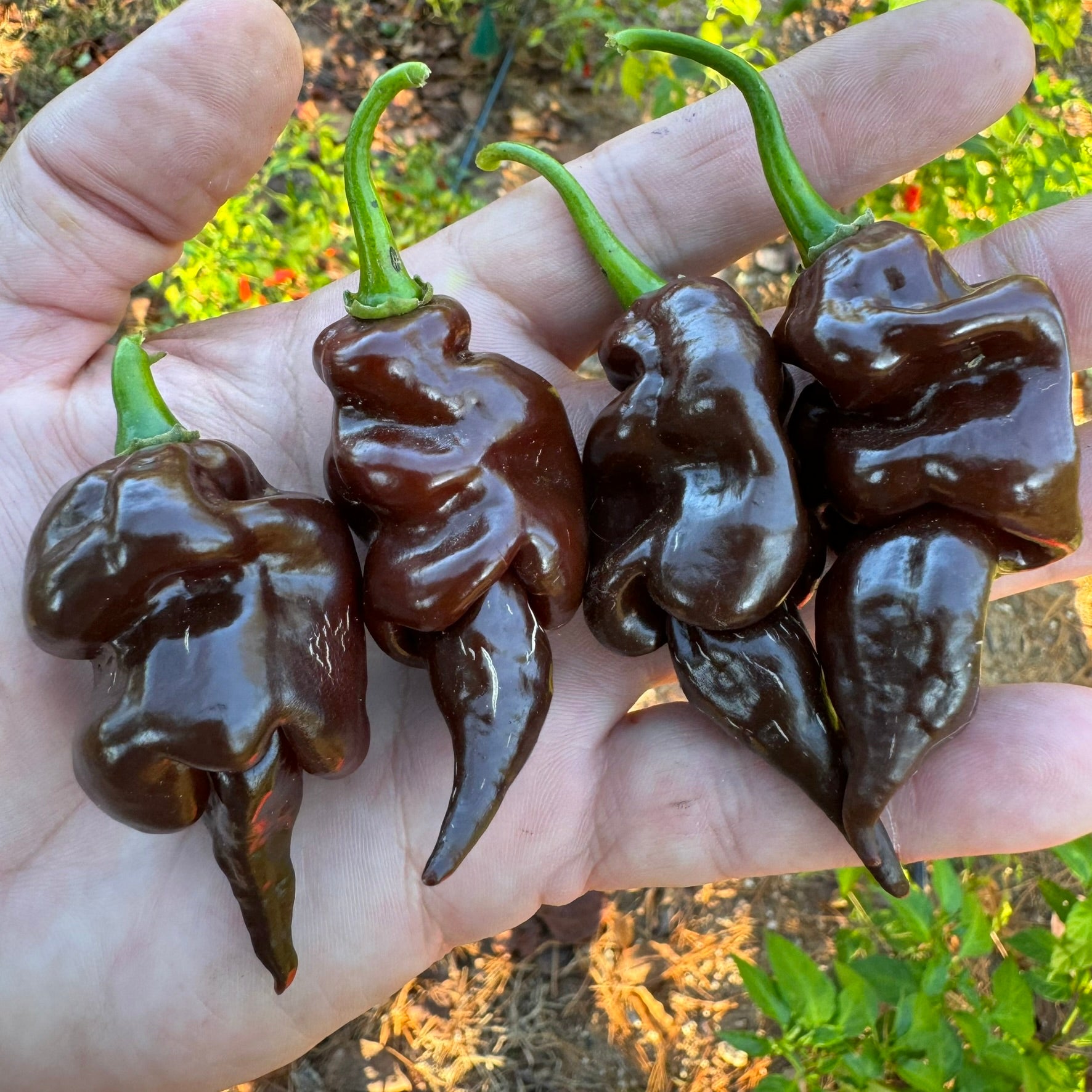 Trinidad Scorpion X Congo Chocolate - Seeds
