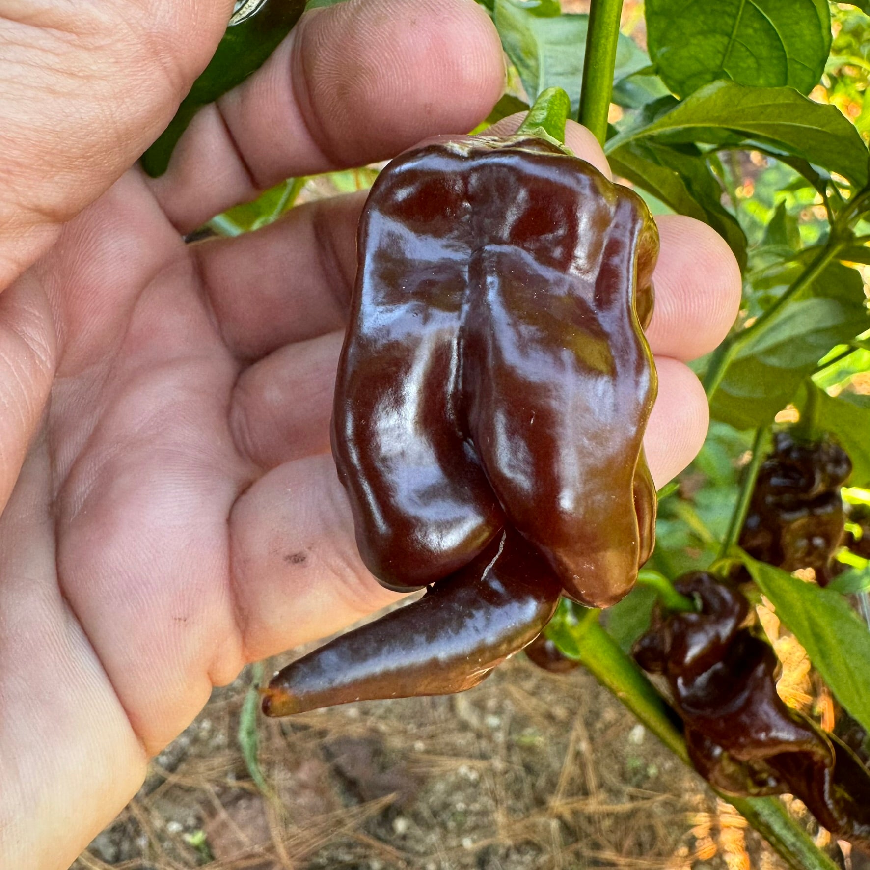 Trinidad Scorpion x Congo Chocolate