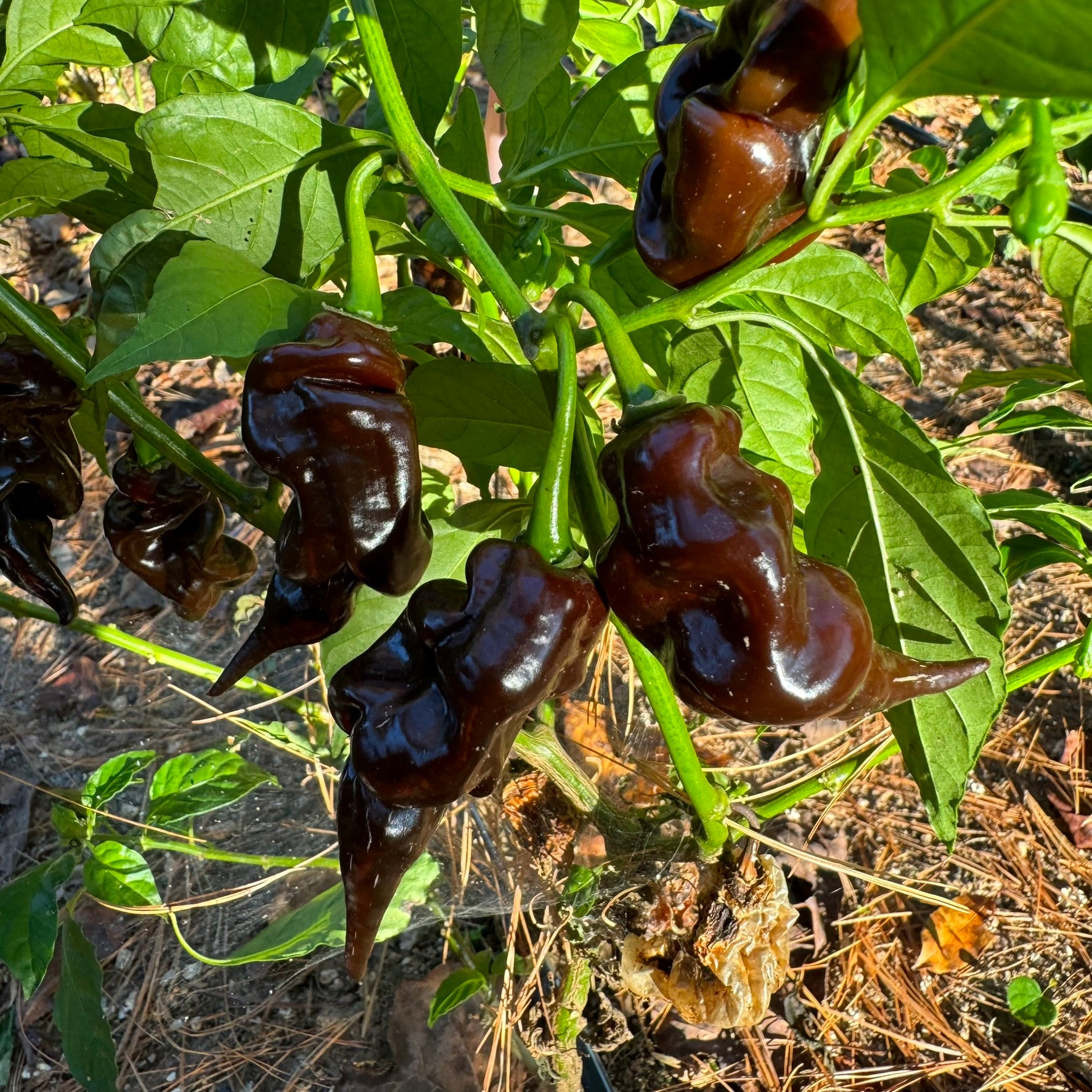 Trinidad Scorpion x Congo Chocolate
