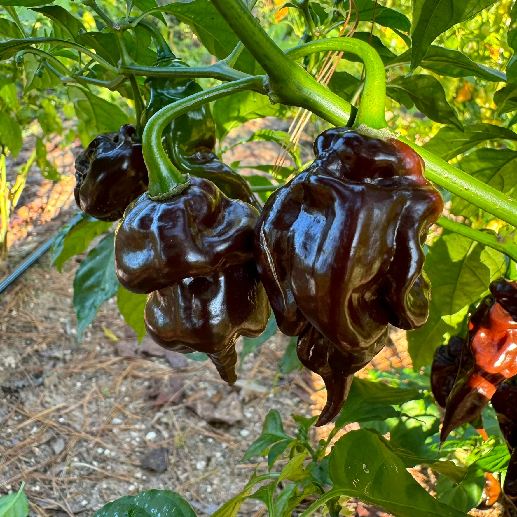 planting trinidad scorpion seeds Trinidad Scorpion x Congo Chocolate