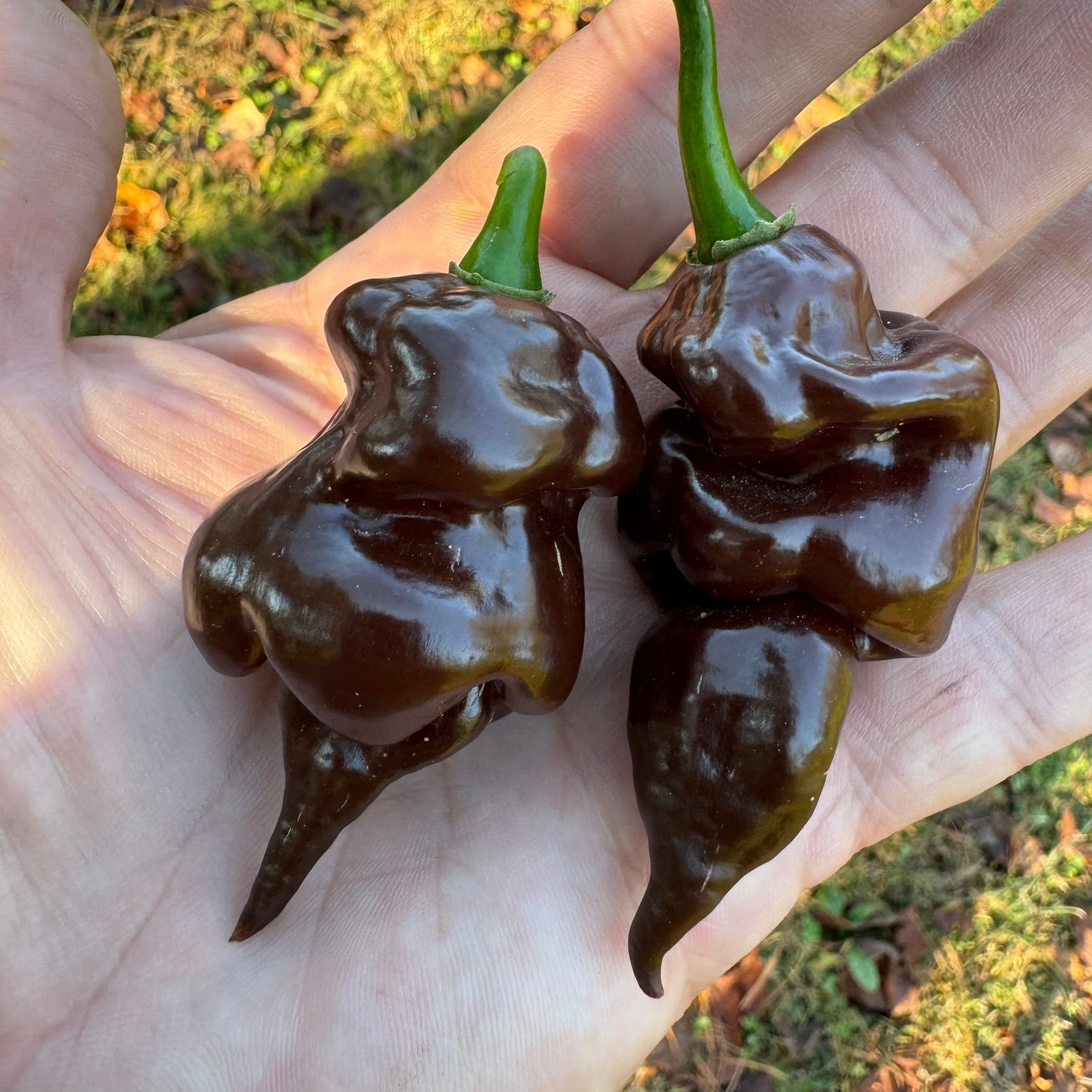 Trinidad Scorpion x Congo Chocolate