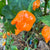 Trinidad Scorpion Orange - Seeds