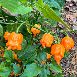 Trinidad Scorpion Orange - Seeds