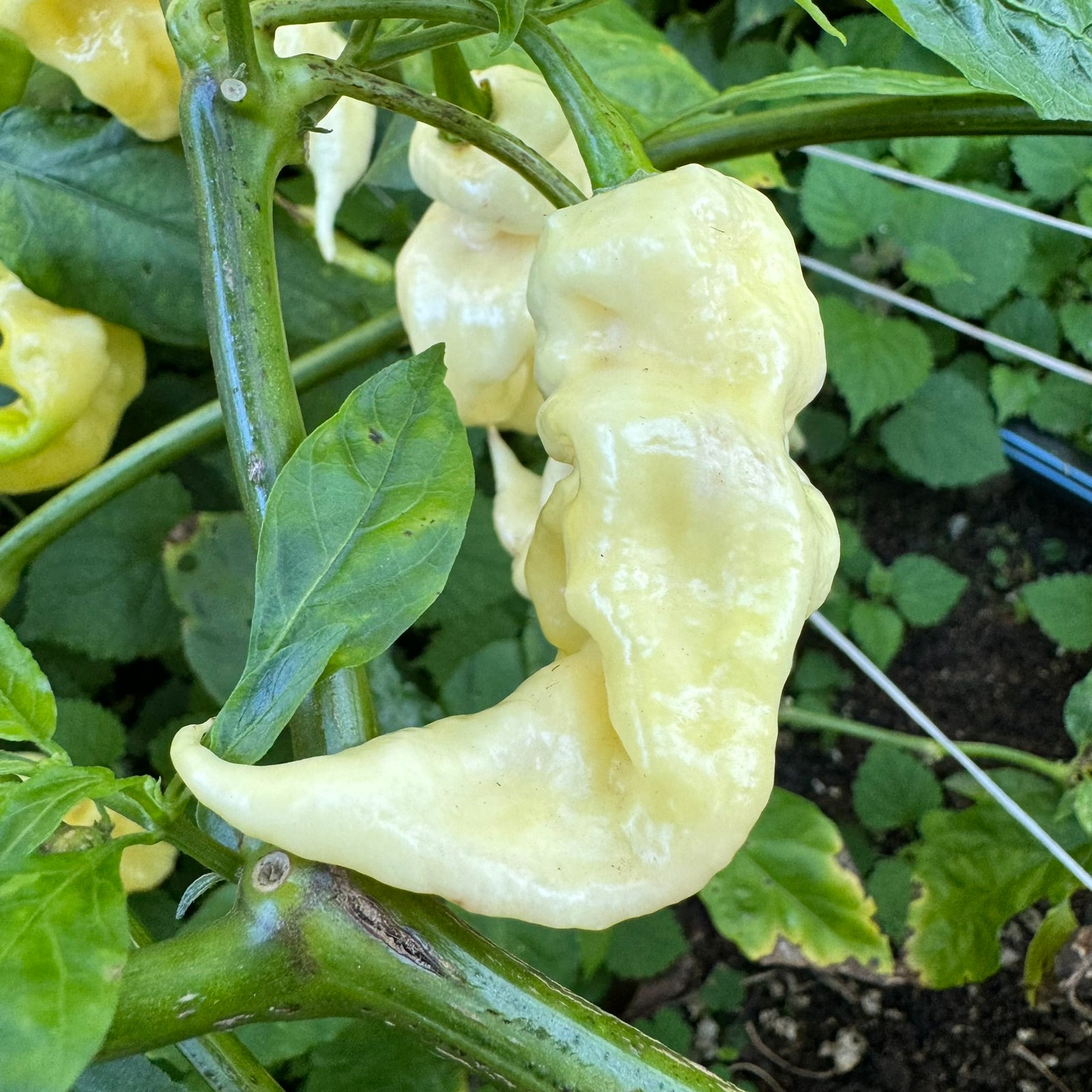 White Knight - Seeds