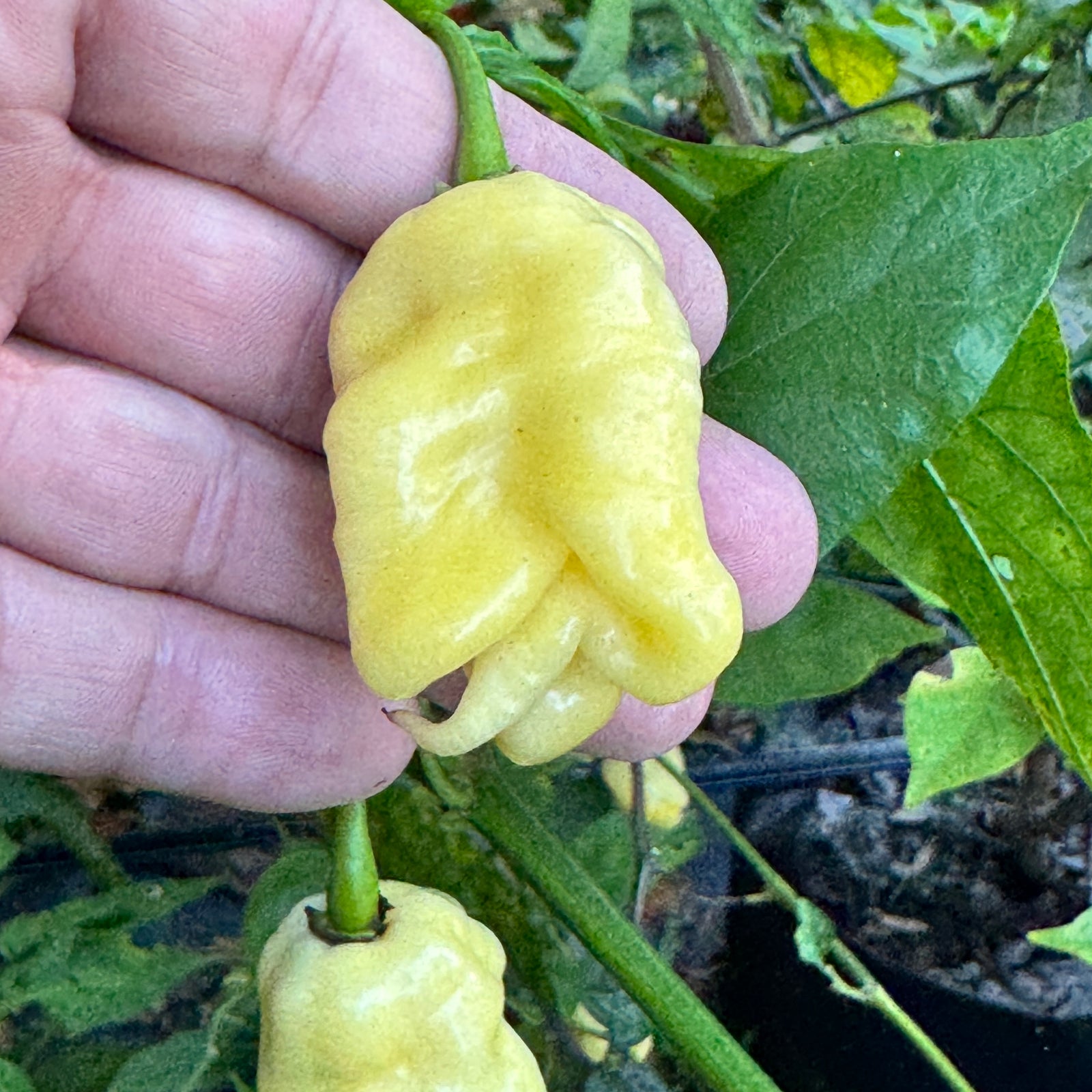 Reaper Mega Combo Pack (6 Types) - Seeds - Bohica Pepper Hut 