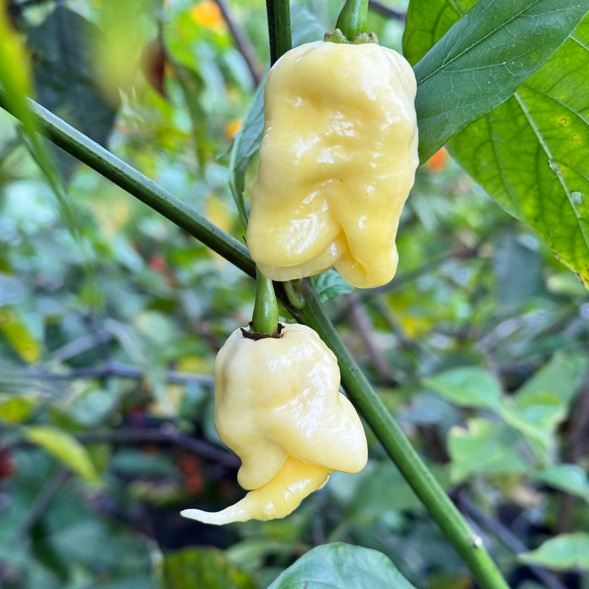 carolina reaper seeds for planting White Reaper