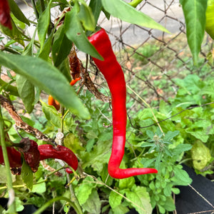 Cayenne Ristra - Seeds