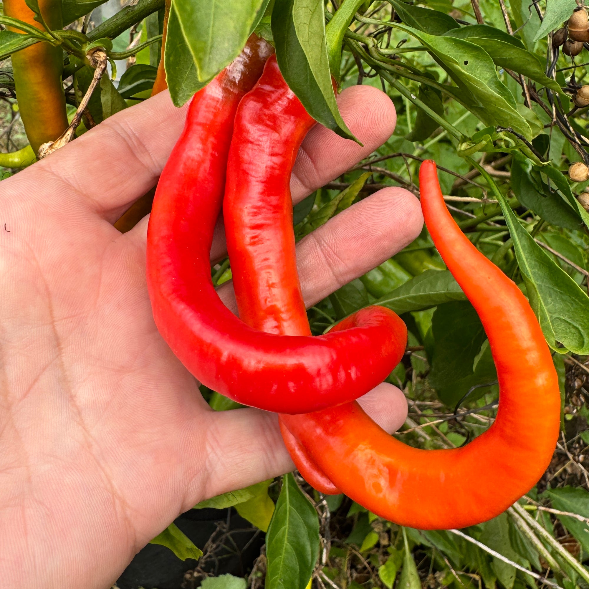 Cayenne Ristra - Seeds