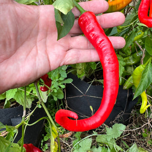Cayenne Ristra - Seeds