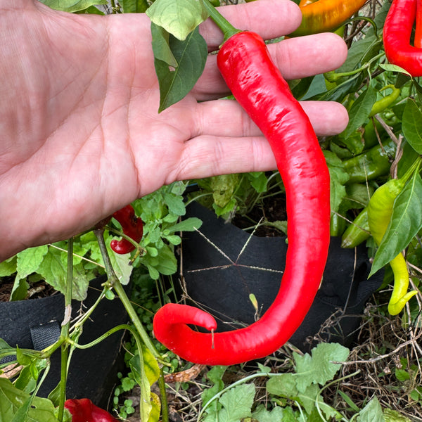 Cayenne Ristra - Seeds