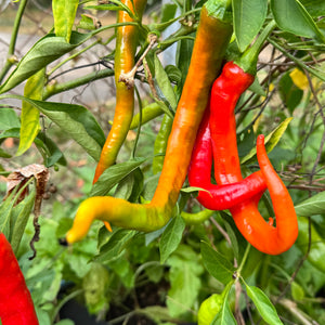 Cayenne Ristra - Seeds