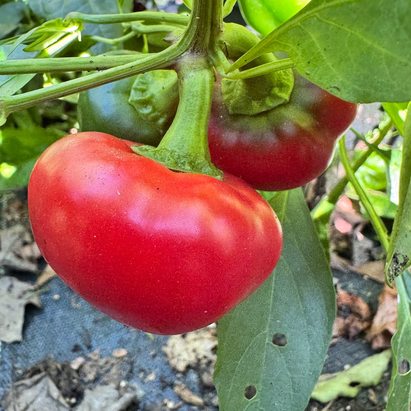 Calabrian Calabrese - Seeds
