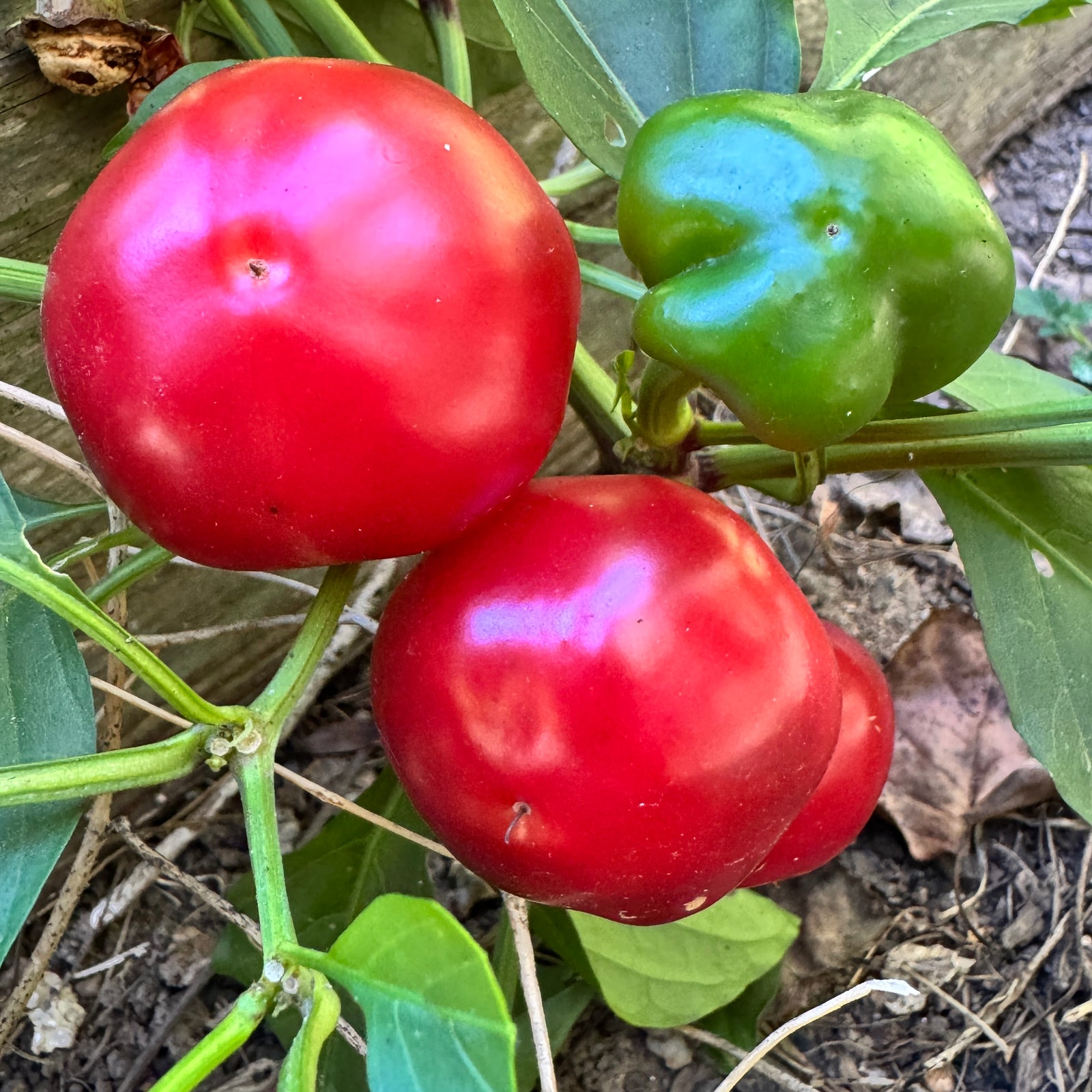 Calabrian Calabrese - Seeds