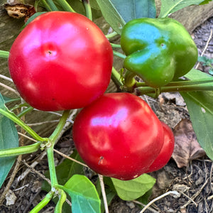 Calabrian Calabrese - Seeds