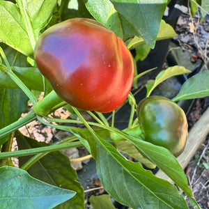 Calabrian Calabrese - Seeds