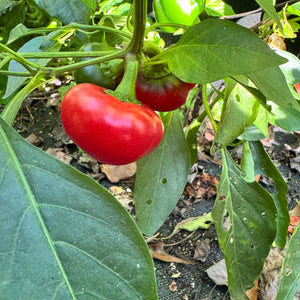 Calabrian Calabrese - Seeds