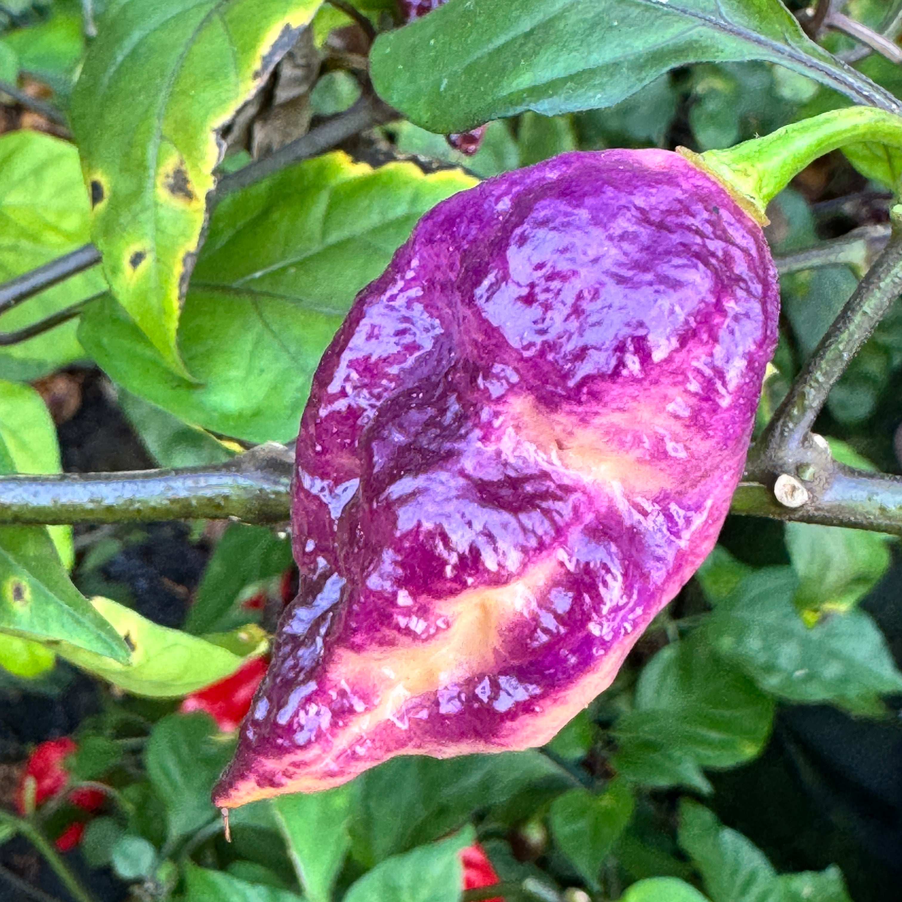 チェリーパイ 220SUS ブラックトビウオ/ピンクヘッド H367 Jay's Pink Purple Ghost Scorpion - Seeds