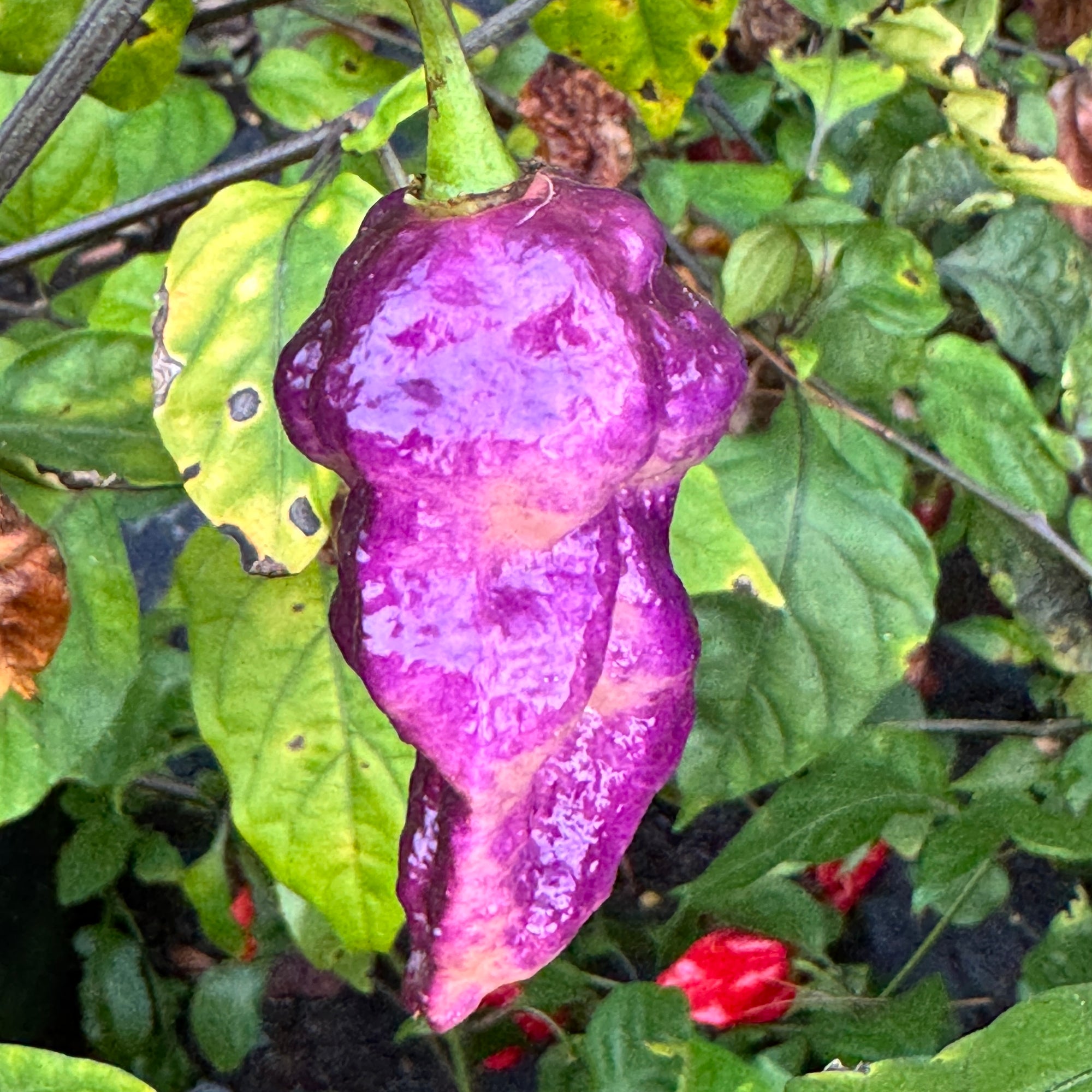 Jay's Pink Purple Ghost Scorpion - Seeds