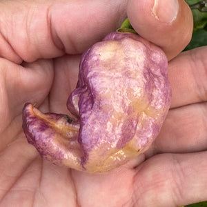 Jay's Pink Purple Ghost Scorpion - Seeds